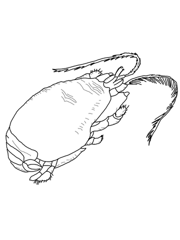 Mole Crab Coloring Page